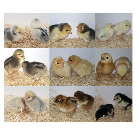 rural king hatchery|hatchery choice chicks for sale.